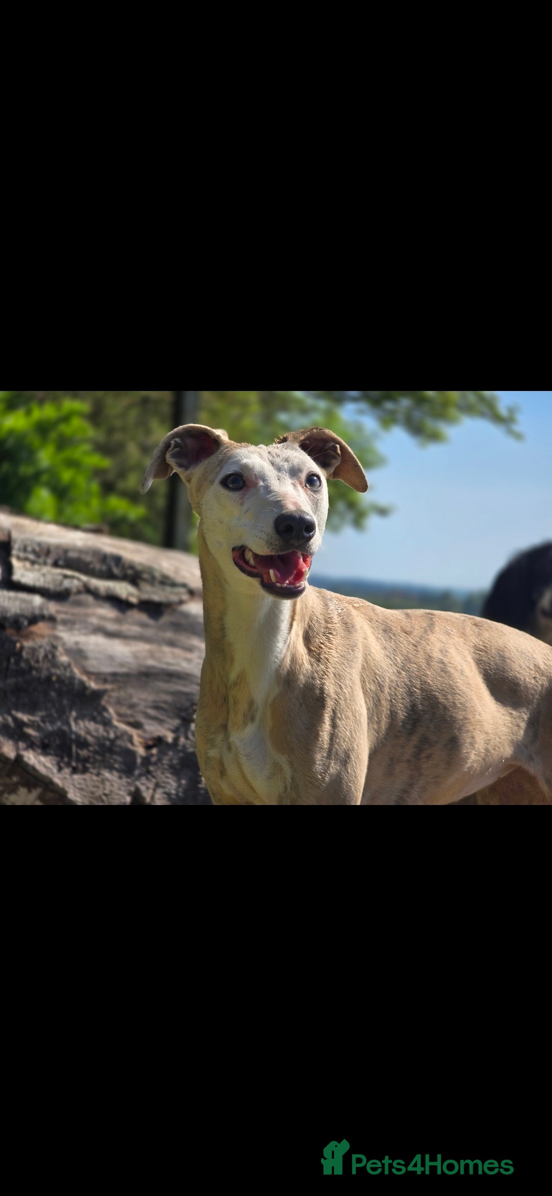 Whippet dogs for sale: Whippet litter - Image 4
