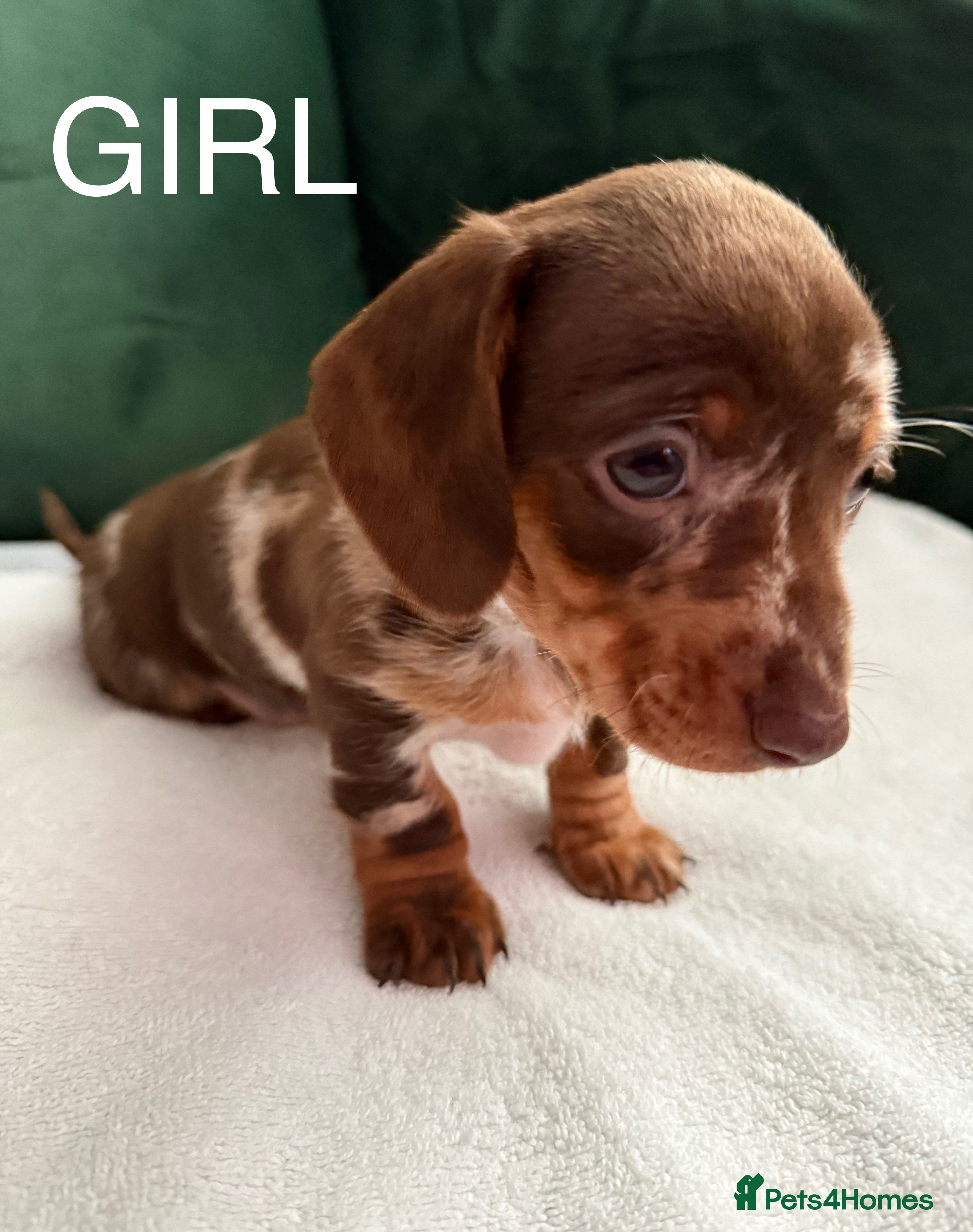 Dachshund dogs Beautiful miniature Dachshund puppies - Advert 5