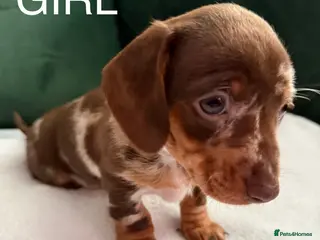 Dachshund dogs Beautiful miniature Dachshund puppies - Advert 5