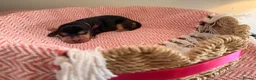 Cocker Spaniel dogs for sale: Outstanding KC registered Cocker Spaniel Puppies  - Advert 33