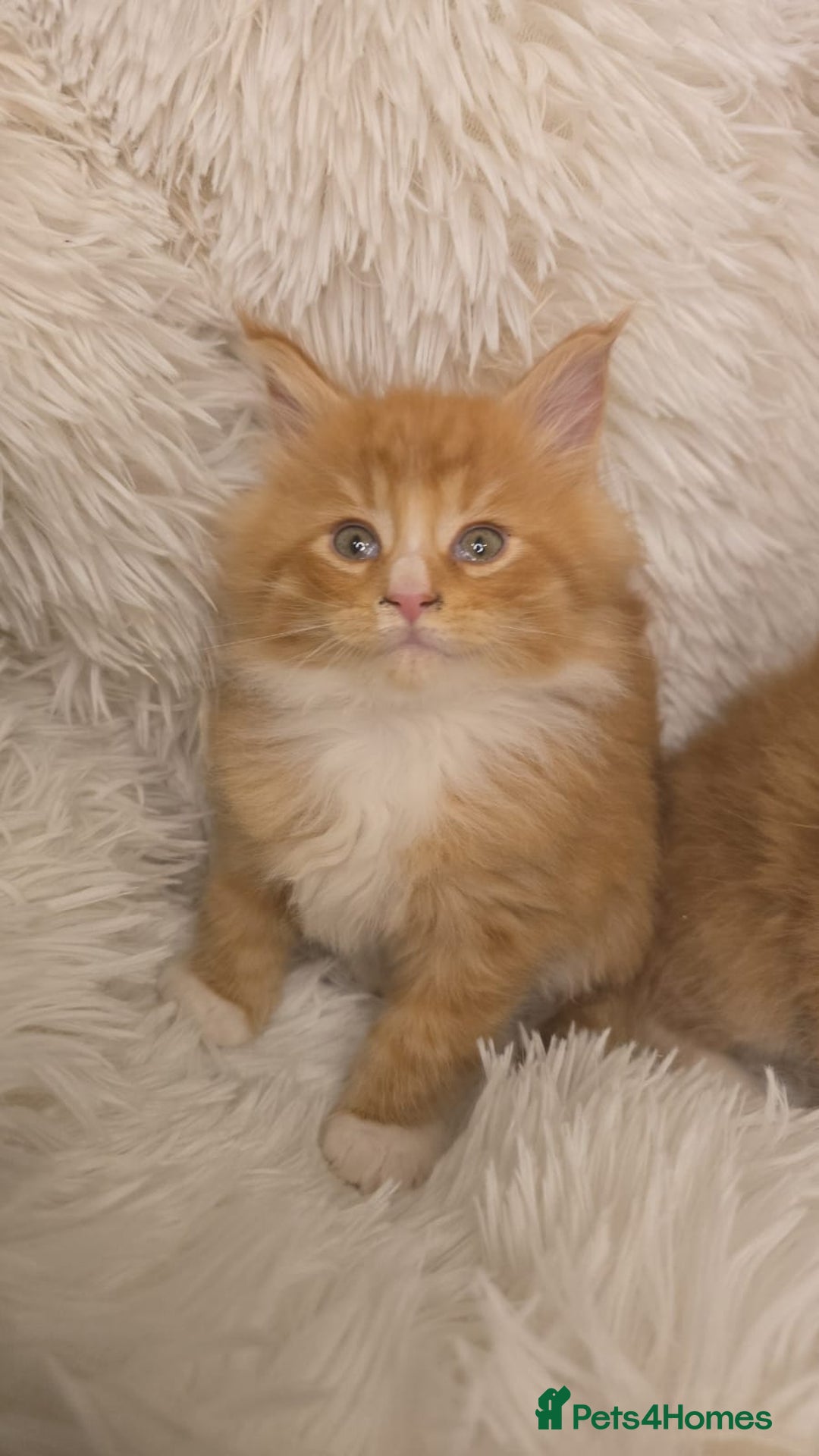 Maine Coon cats for sale: Rare red and white bicolor lMaincoon ready now  - Advert 37