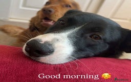 Mixed Breed dogs for adoption: SNOOPY - like a young Border Collie - Image 2