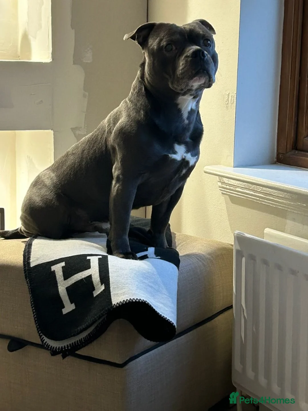 Staffordshire Bull Terrier dogs for sale: Staffordshire Bull Terrier pups - Advert 11