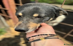 Mixed Breed dogs for adoption: ELSA -  a Special Girl who hates the Prison - Image 11