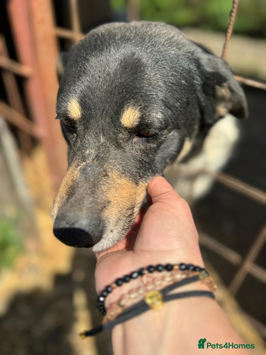 Mixed Breed dogs for adoption: ELSA -  a Special Girl who hates the Prison - Image 11