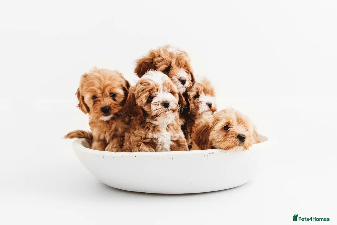 Toy Poodle dogs for stud:  **  Asian KC Toy Poodle for Stud DNA tested in Rickmansworth - Advert 16