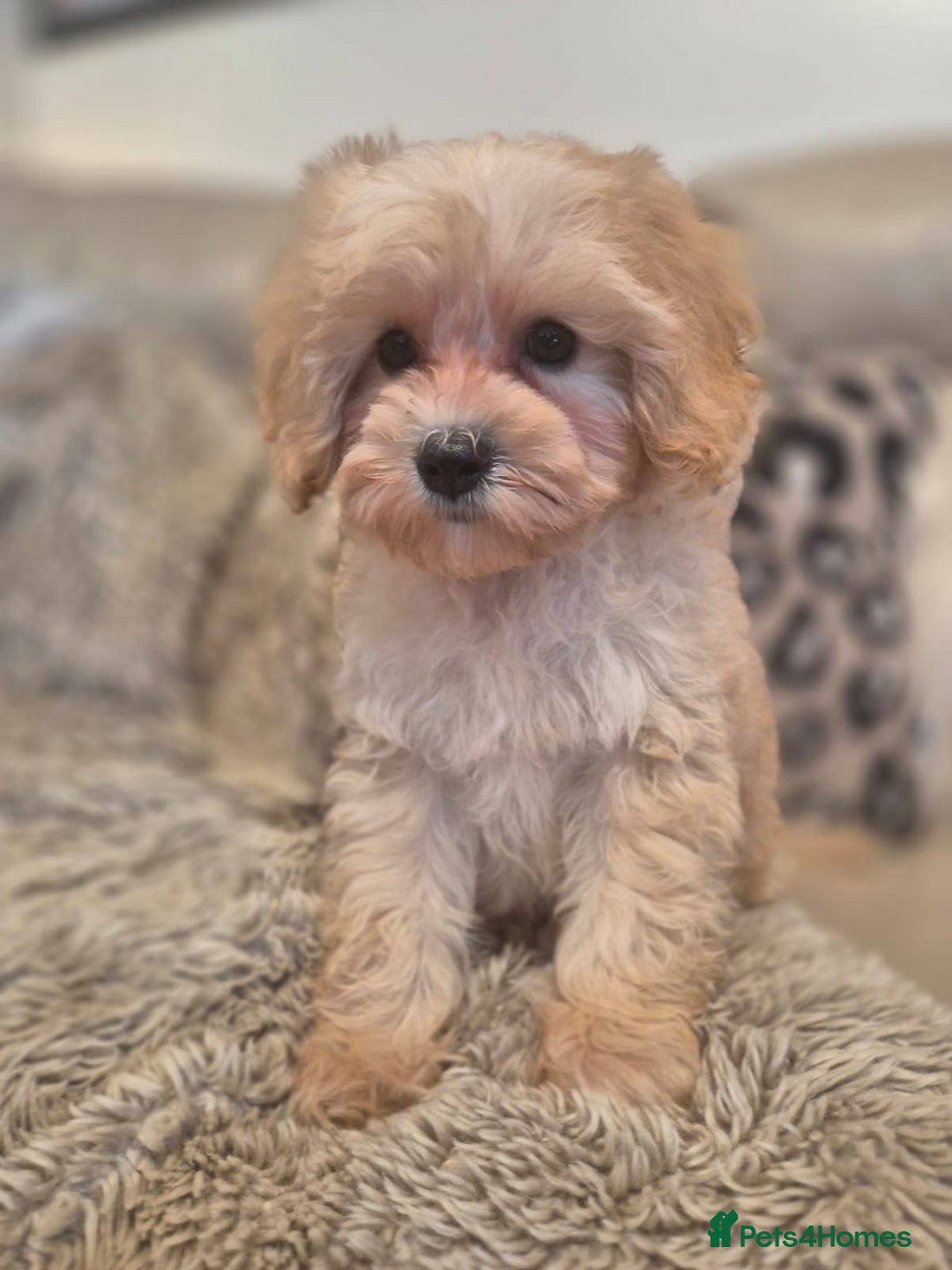 Cavapoochon dogs for sale: F1b RARE MERLE CAVAPOOCHON BOY - Image 7
