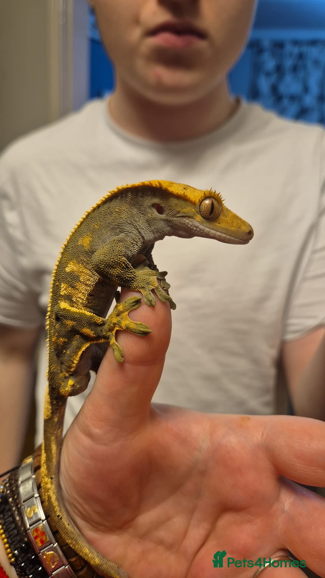 Gecko reptiles Dark Based Extreme Harlequin Full Pin - Advert 1