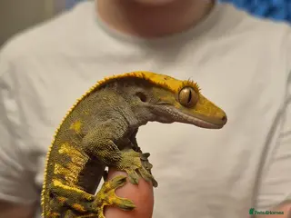 Gecko reptiles Dark Based Extreme Harlequin Full Pin - Advert 1