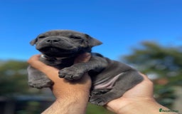 Staffordshire Bull Terrier dogs for sale: STUNNING CHAMPION BRED LITTER - Image 14