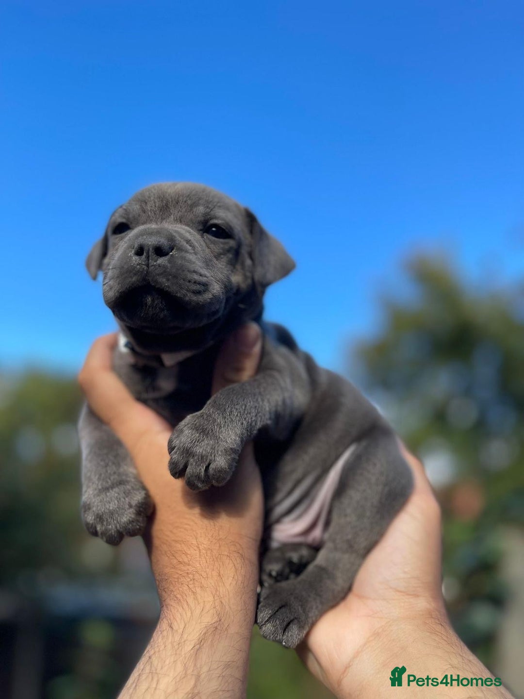 Staffordshire Bull Terrier dogs for sale: STUNNING CHAMPION BRED LITTER - Image 14