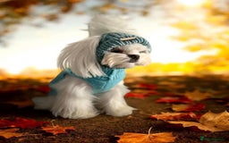 Maltese dogs for sale: ⭐️ Ready NOW Tiny & Cute Full Korean Maltese ⭐️ - Image 9