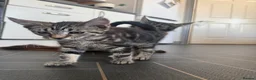 Mixed Breed cats for sale: Maincoon cross kittens  - Advert 11