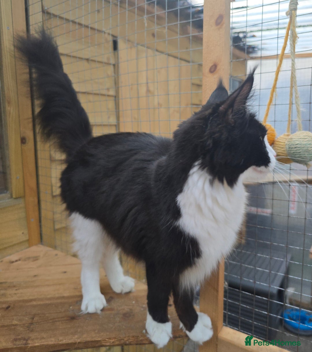 Maine Coon cats for sale: Stunning Active Adult Female Black Bicolor - Advert 22