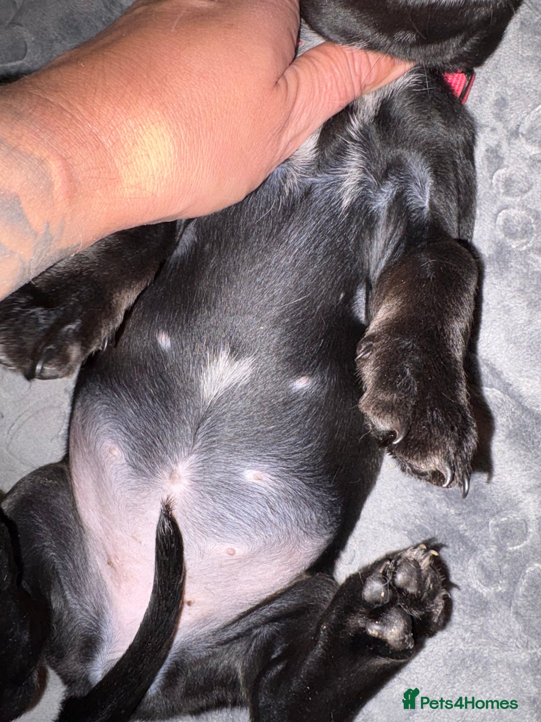 Mixed Breed dogs for sale: Dockers! Beautiful 3 girls left READY NOW  - Advert 9