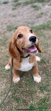 Cocker Spaniel dogs in Bishop Auckland - Advert 10