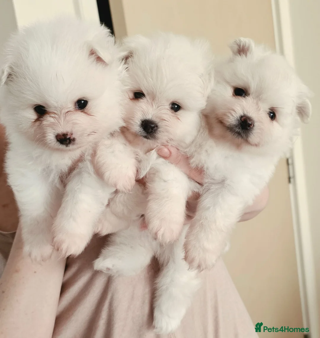 Pomeranian dogs for sale: 3 white Pomeranian puppies  - Advert 2
