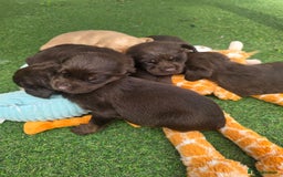 Cockerdor dogs for sale: F1 cockerdor puppies , cocker x labrador  - Image 6