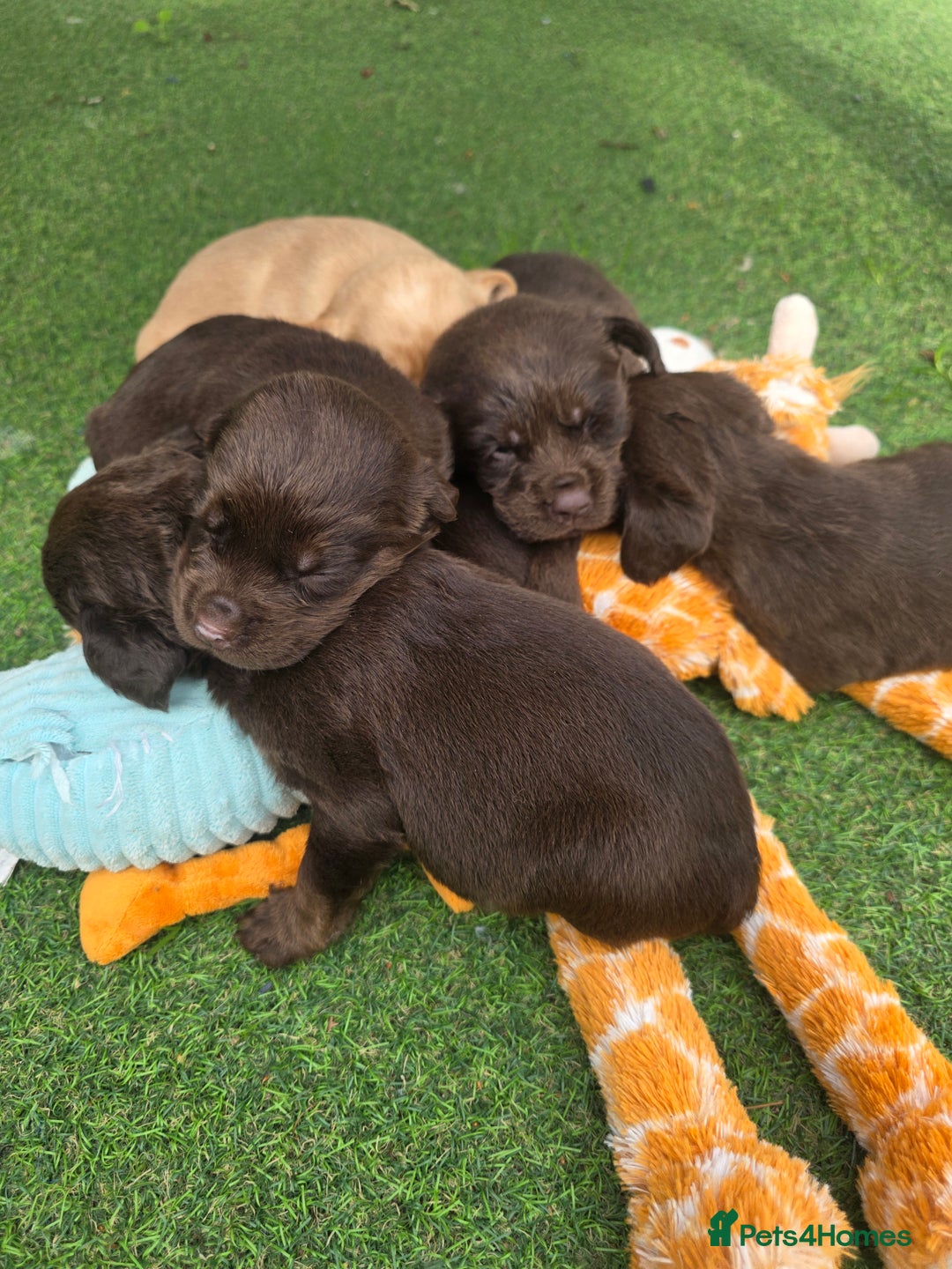 Cockerdor dogs for sale: F1 cockerdor puppies , cocker x labrador  - Image 6