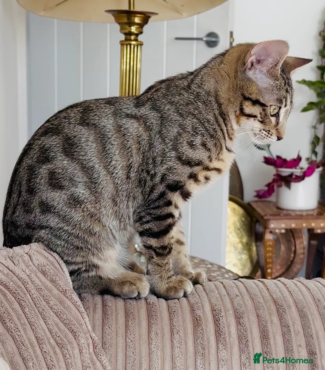 Siamese cats for sale: Stunning Bengal x Siamese kitten  - Advert 6