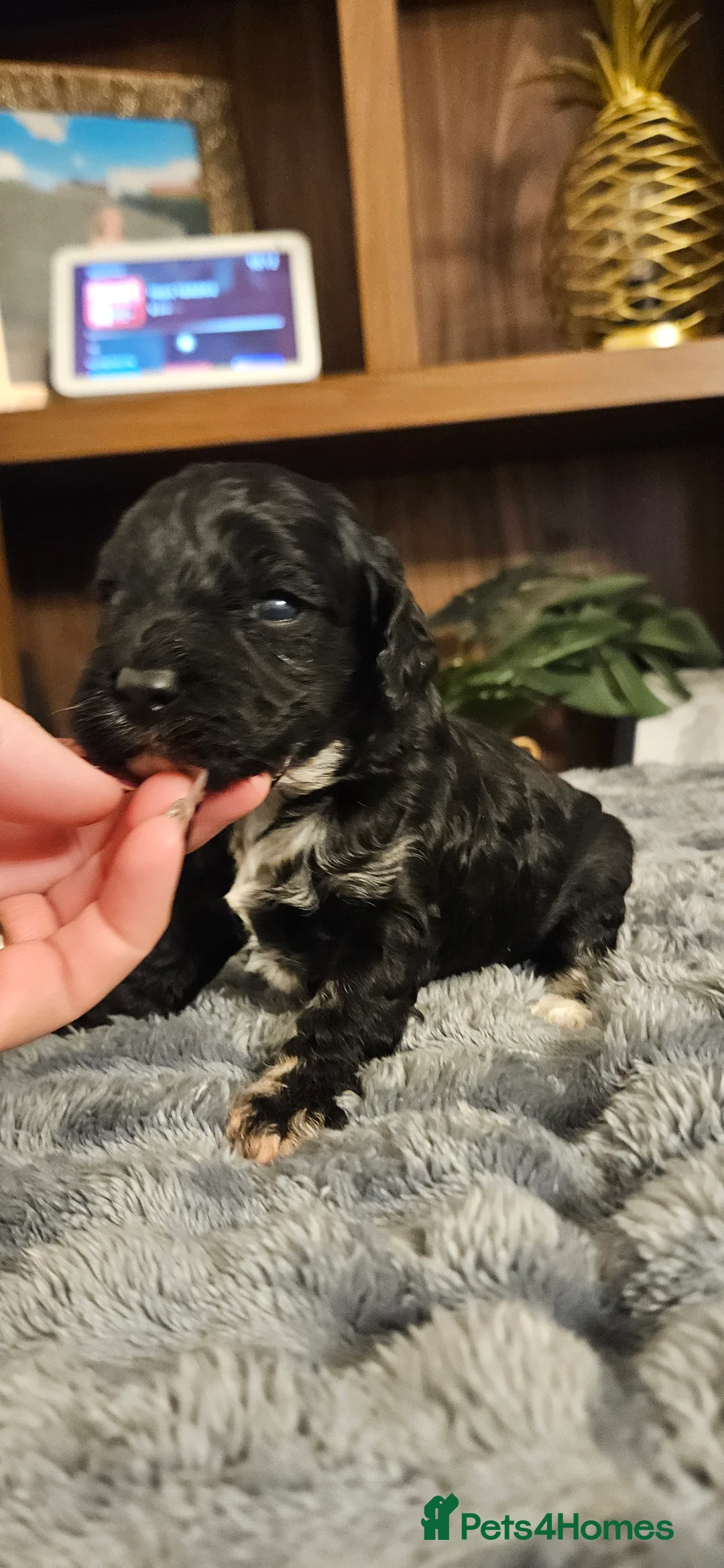 Cockapoo dogs for sale: Rare cockerpoos  - Advert 3