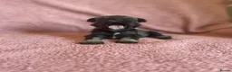 Miniature Schnauzer dogs for sale: Miniature schnauzer puppies  - Advert 6