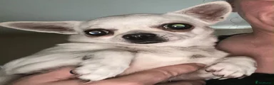 Chihuahua 1