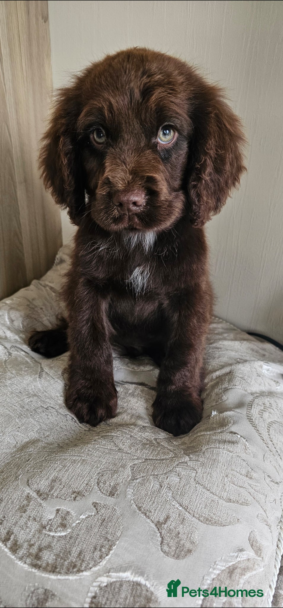 Cocker Spaniel dogs Vet checked report given to you ready now  - Advert 1