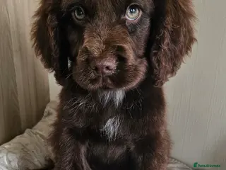 Cocker Spaniel dogs Vet checked report given to you ready now - Advert 1