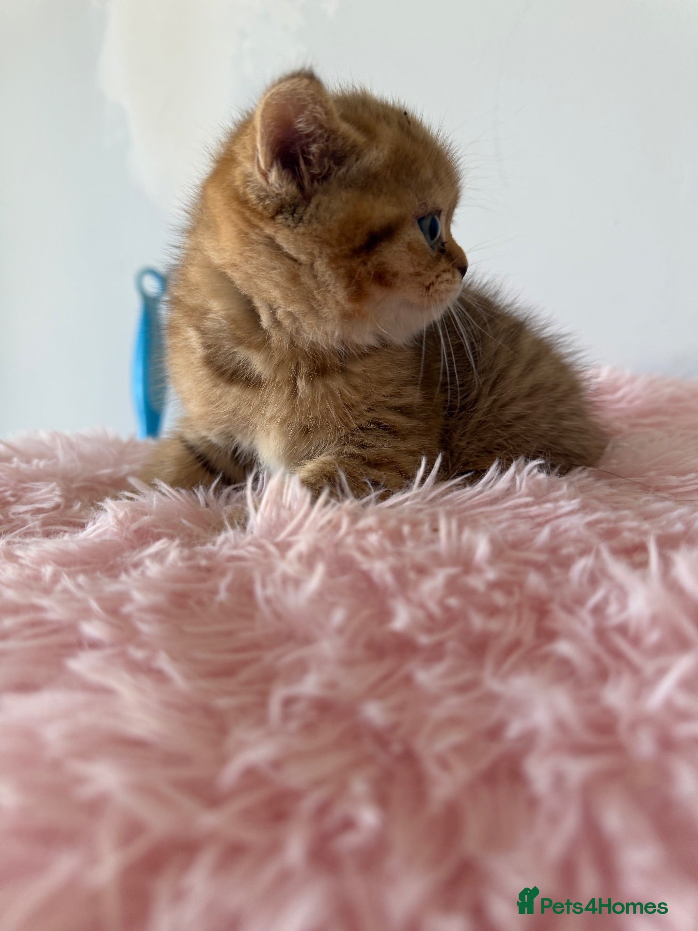 Scottish Fold cats Exceptional litter of Scottish fold/ straight😍😍 - Advert 2