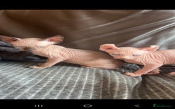 Sphynx cats for sale: Odd eyed Male & seal point female 🩵 - Image 11