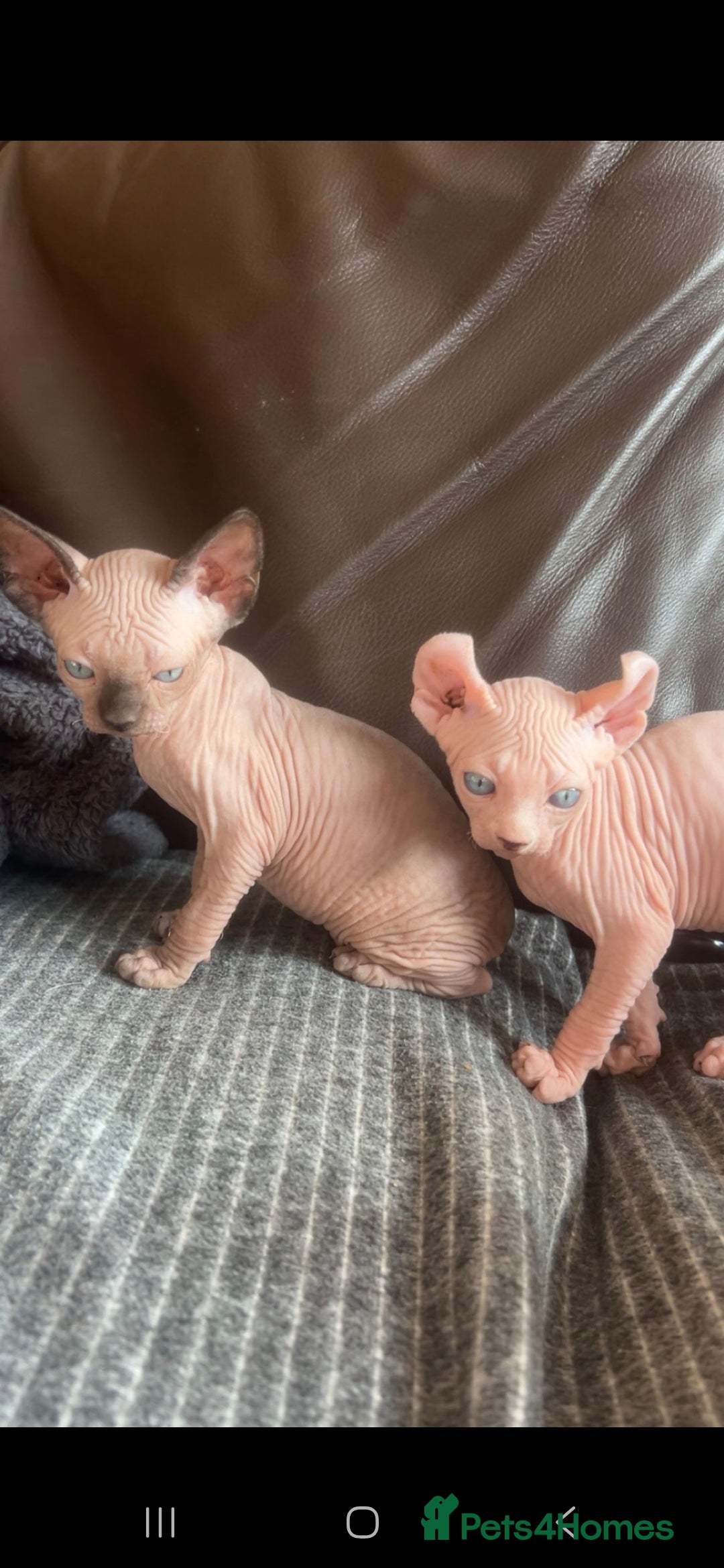 Sphynx cats for sale: Odd eyed Male & seal point female 🩵 - Image 11