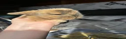 Mixed Breed rabbits for sale: Lion head and mini lop baby rabbits - Advert 3