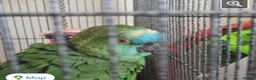 Parrots birds for sale: Amazon parrot in Ashington - Advert 1