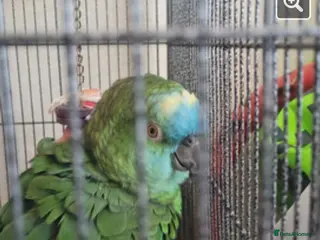 Parrots birds Amazon parrot - Advert 7