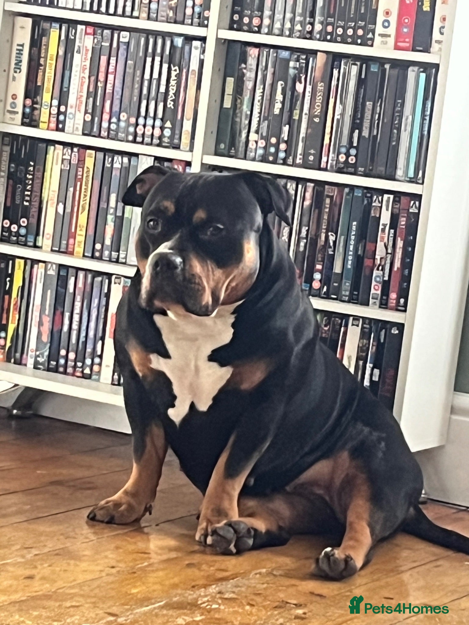 American Bully dogs Female pocket bully 16months ABKC - Advert 18