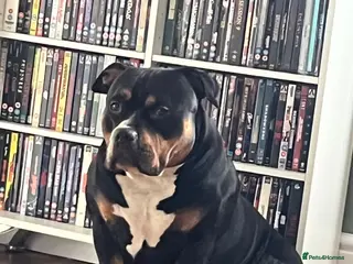 American Bully dogs ABKC pocket bully 16months - Advert 1