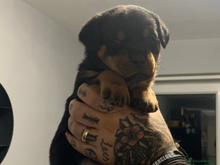 Rottweiler dogs - Advert 4