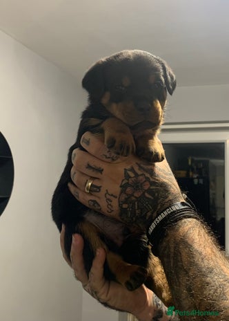 Rottweiler dogs - Advert 5