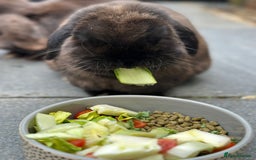 Mini Lop rabbits for sale: PLEASE READ 🐰 male and female (both neutered) in Leicester - Image 14