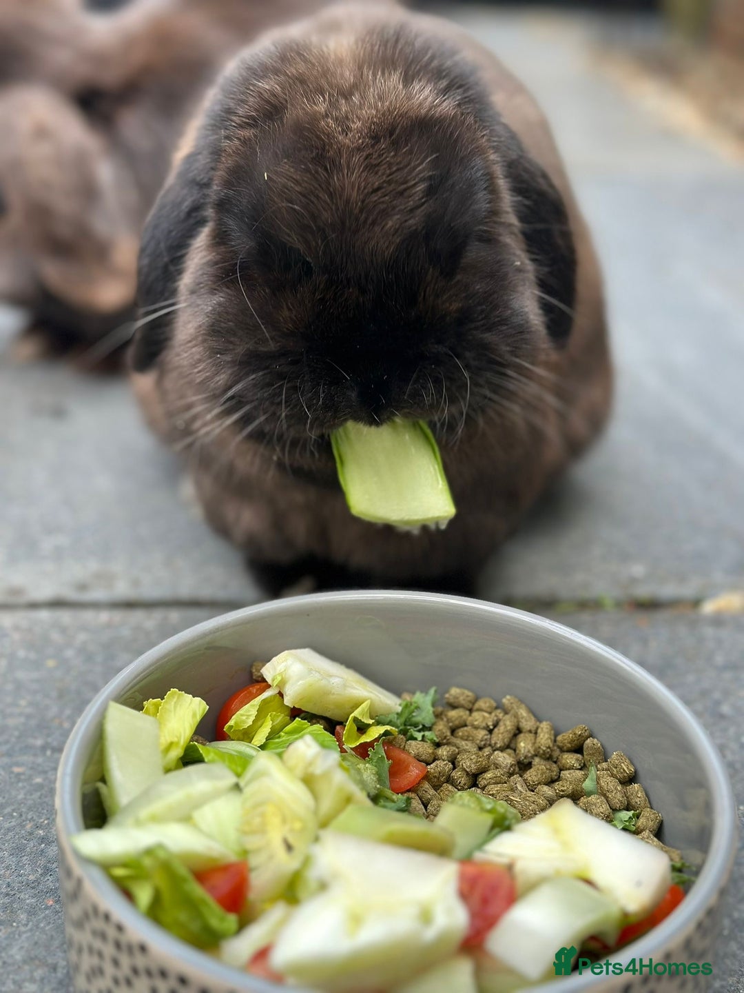 Mini Lop rabbits for sale: PLEASE READ 🐰 male and female (both neutered) in Leicester - Image 14