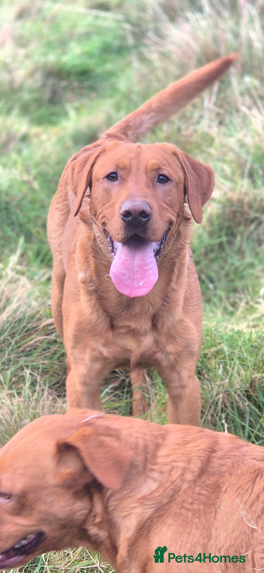 Labrador Retriever dogs for stud: Fully Health Tested Red Fox Lab Stud - Advert 1