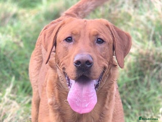 Labrador Retriever dogs Fully Health Tested Red Fox Lab Stud - Advert 16