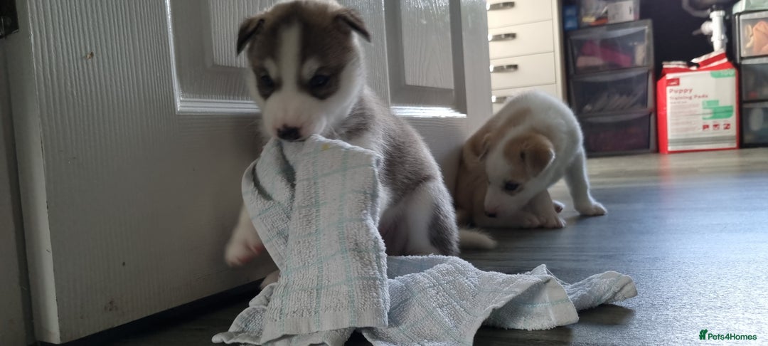 Siberian Husky dogs for sale: Husky puppies - Image 12