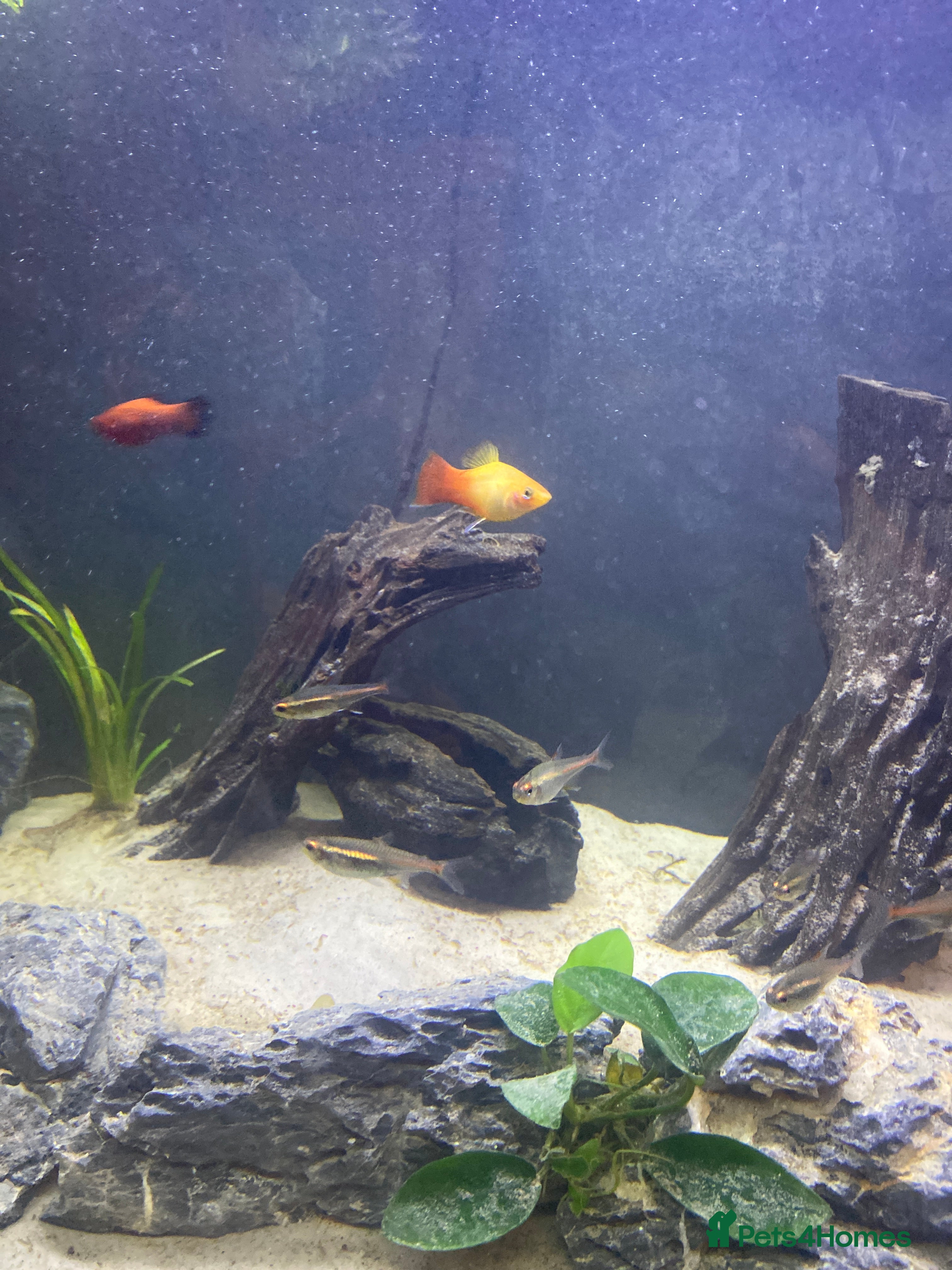 Platies fish 8 ish tetra and 2 platys - Advert 23