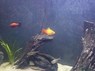 Platies fish - Advert 1