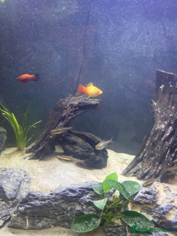 Platies fish - Advert 1