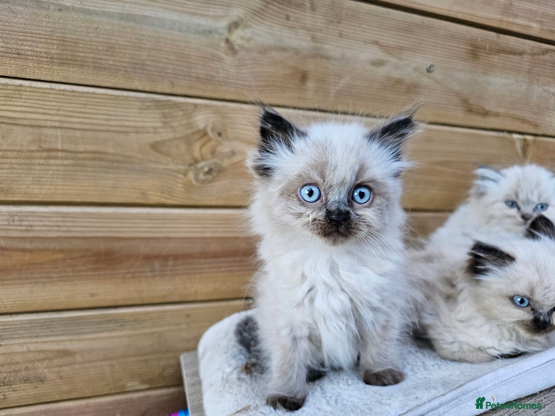 Ragdoll cats for sale: Ragdoll kittens - Image 8