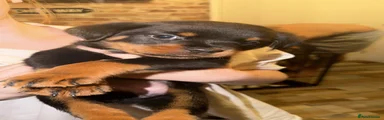 Rottweiler 5