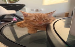 Domestic Shorthair cats for sale: 15 week old Kitten - Image 8